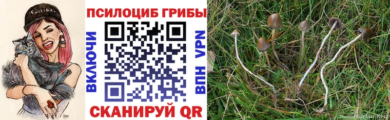 Псилоцибиновые грибы Psilocybine cubensis купить наркотики цена Сарапул